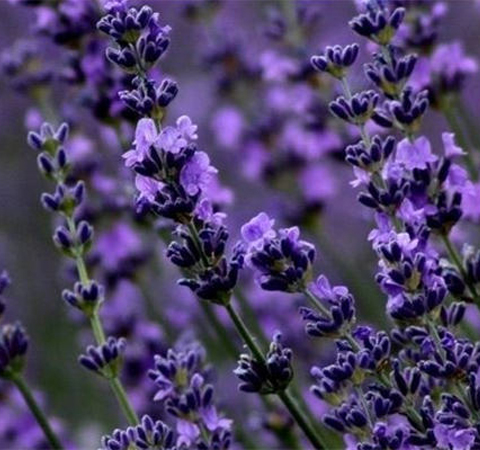 揭薰衣草的作用 薰衣草的好處有哪些