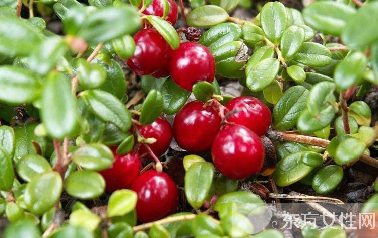 小紅莓是什么？蔓越莓的五大功效