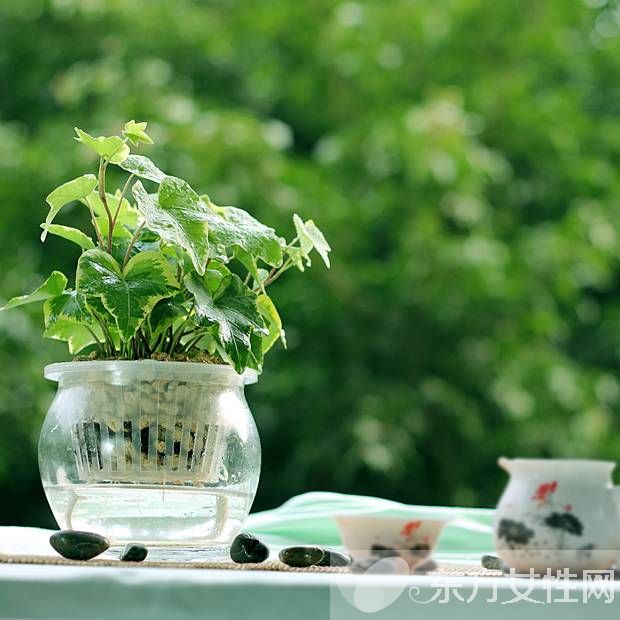 長(zhǎng)青藤的養(yǎng)殖方法介紹 常青藤怎么繁殖