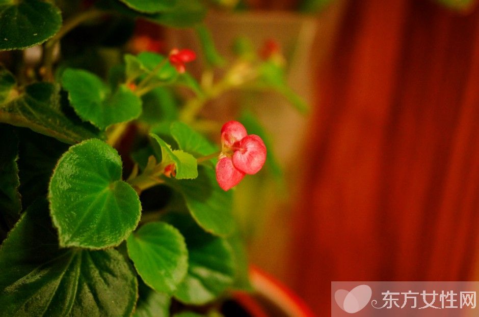 四季秋海棠怎么養(yǎng) 四季秋海棠養(yǎng)殖注意事項揭秘