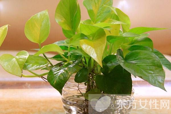 綠蘿的養(yǎng)殖方法和注意事項(xiàng) 教你綠蘿繁殖步驟