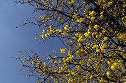 臘梅花怎么養(yǎng) 2要點教你如何病蟲防治