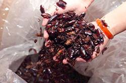 蟑螂怎么消滅 驅(qū)蟑螂妙法三招