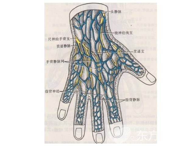 靜脈曲張怎么預(yù)防 靜脈曲張的病因是什么