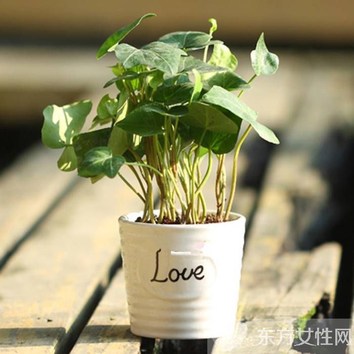 長(zhǎng)青藤的養(yǎng)殖方法介紹 常青藤怎么繁殖