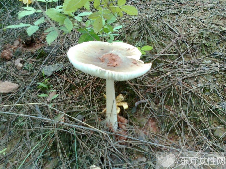 野生蘑菇的營(yíng)養(yǎng)價(jià)值 野生蘑菇的六大做法