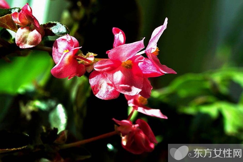 四季秋海棠怎么養(yǎng) 四季秋海棠養(yǎng)殖注意事項揭秘