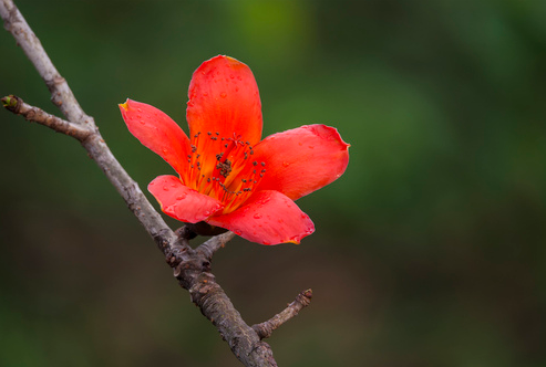 揭木棉花的功效與作用 原來(lái)它涼茶配方之一