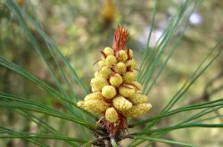松花粉的副作用有哪些 大量食用會(huì)導(dǎo)致呼吸困難