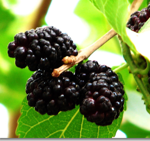 桑葚的作用有哪些 6種功效大盤點