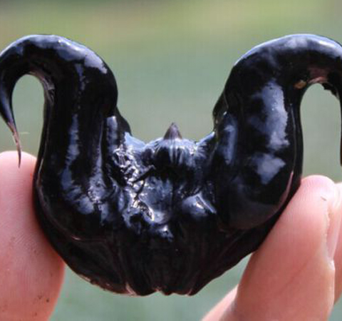 細(xì)說菱角粉的功效和作用有哪些