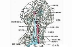 靜脈曲張怎么預防 靜脈曲張的病因是什么