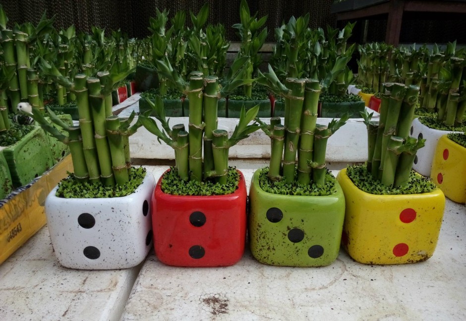 富貴竹葉子發(fā)黃怎么辦 富貴竹養(yǎng)殖注意事項(xiàng)大全