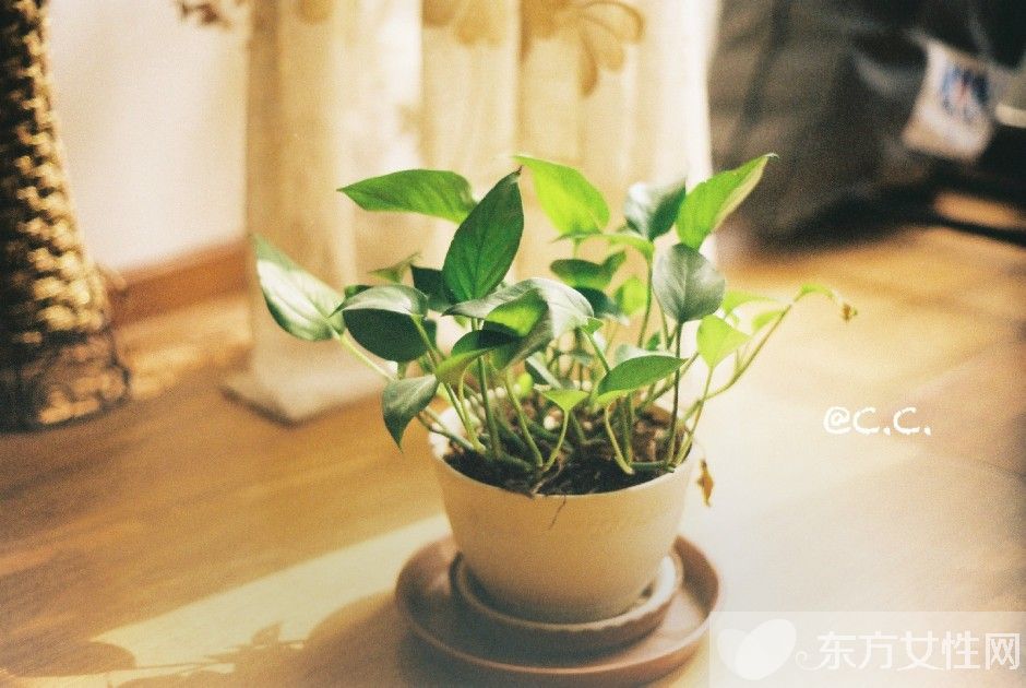 綠蘿的養(yǎng)殖方法和注意事項(xiàng) 教你綠蘿繁殖步驟