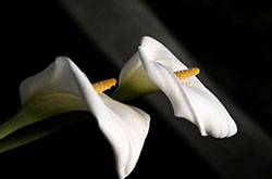 馬蹄蓮有毒嗎 馬蹄蓮能放在臥室養(yǎng)嗎