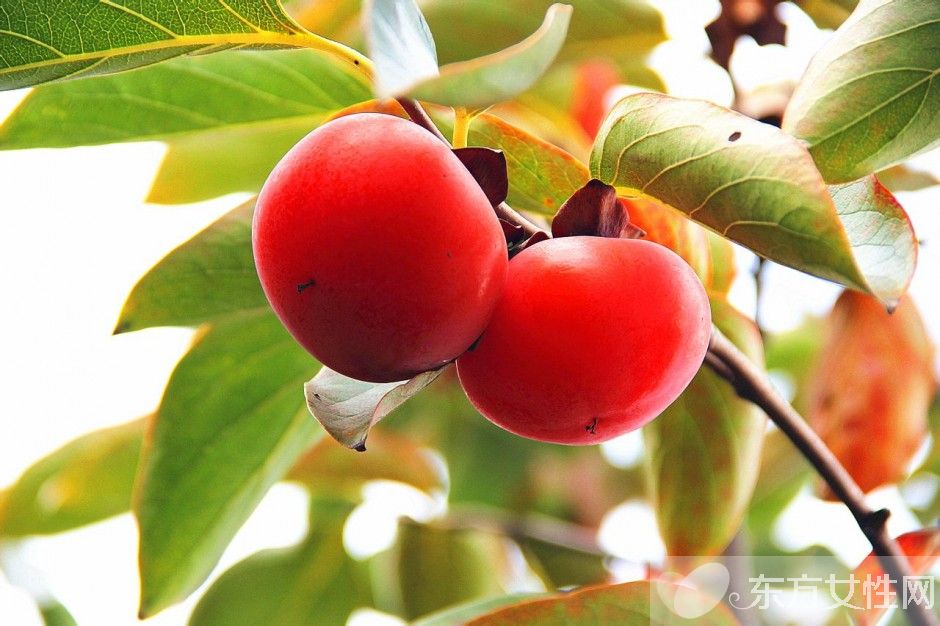 吃柿子的禁忌有哪些 柿子相克食物大盤(pán)點(diǎn)