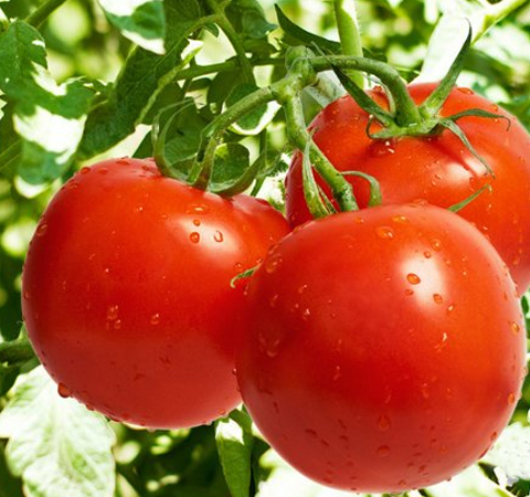 西紅柿的營養(yǎng)價(jià)值 吃西紅柿警惕放白糖