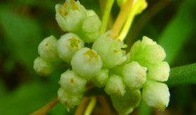 孕婦慎用 菟絲子的副作用講解