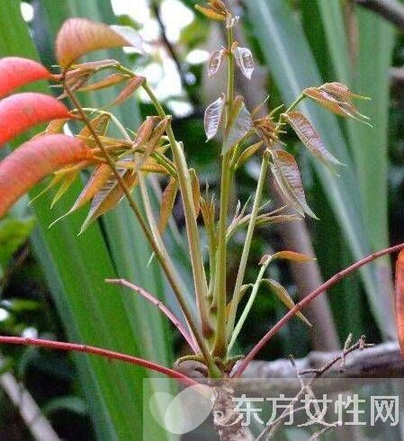 有毒植物有哪些 絕對不能碰的有毒植物