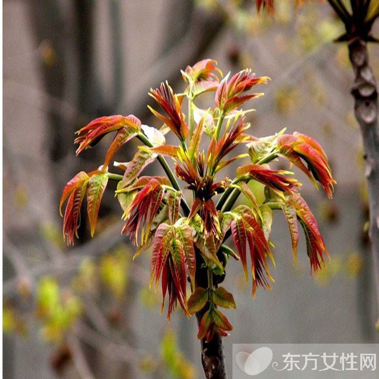 香椿的營養(yǎng)價值及做法大全 孕婦能吃香椿嗎