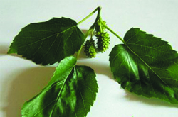 降血糖血脂 桑葉的藥用價值及副作用講解