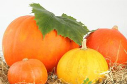 揭南瓜的營(yíng)養(yǎng)價(jià)值 南瓜千萬(wàn)不能這么吃