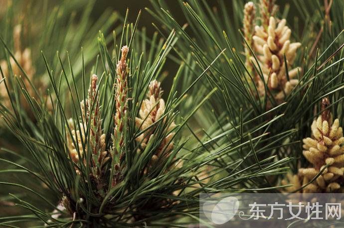 松花粉的副作用有哪些 大量食用會導(dǎo)致呼吸困難