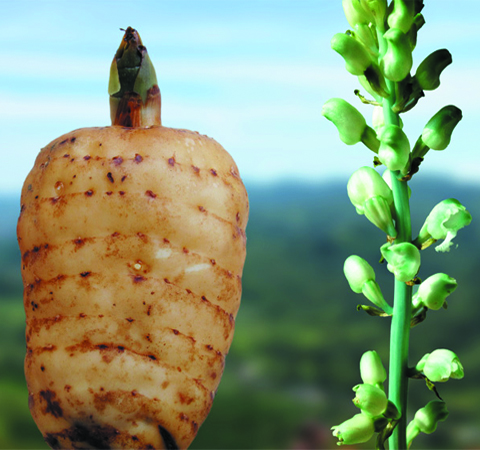 11種最佳天麻的吃法介紹