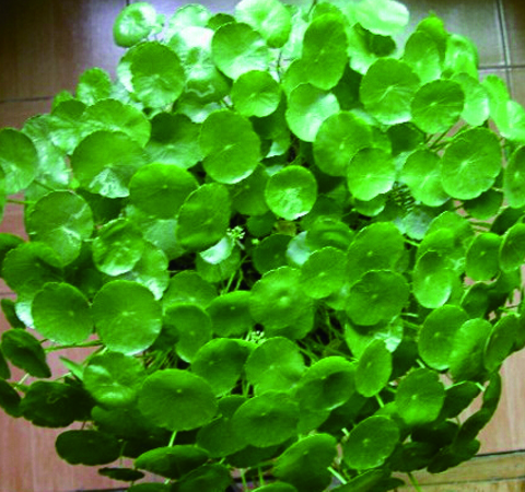 脾胃徐者慎用 細說金錢草的副作用