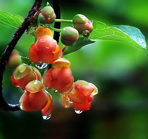 五倍子的功效與作用及禁忌