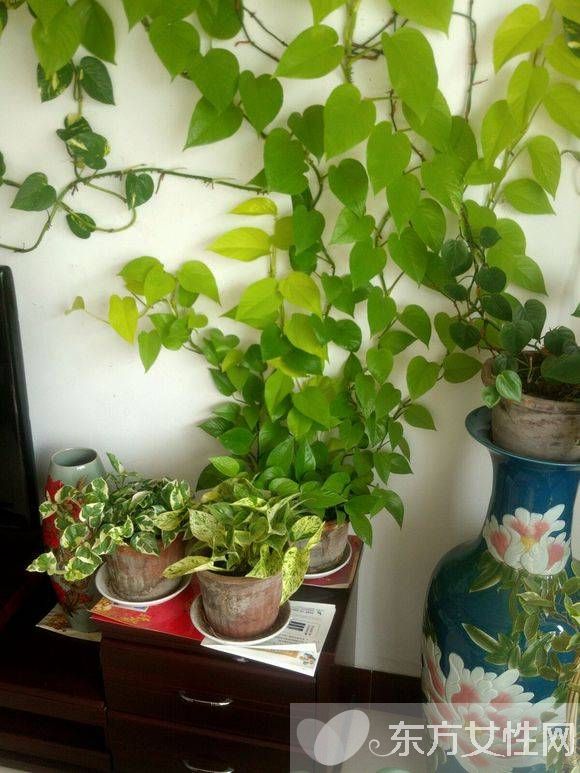 綠蘿的養(yǎng)殖方法和注意事項(xiàng) 教你綠蘿繁殖步驟