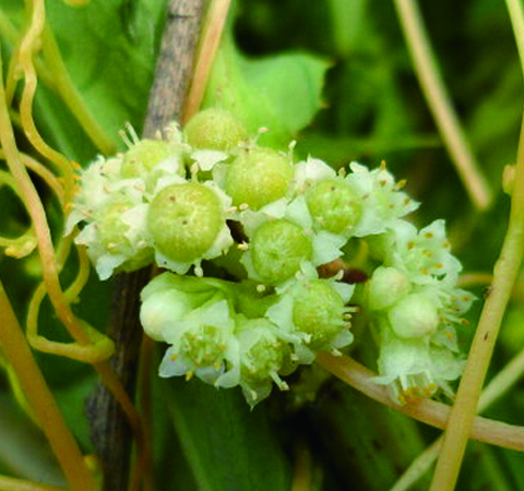 孕婦慎用 菟絲子的副作用講解