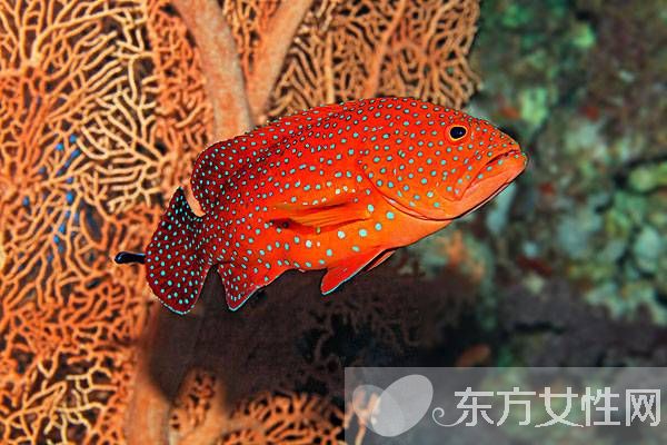 石斑魚的營(yíng)養(yǎng)價(jià)值有哪些 揭秘石斑魚的功效與作用