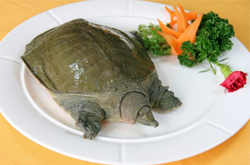 揭甲魚的營(yíng)養(yǎng)價(jià)值 最佳滋補(bǔ)佳品