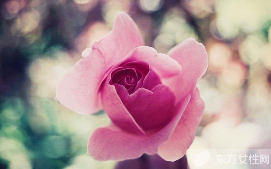 玫瑰花怎么保存時(shí)間長(zhǎng)  玫瑰花的花語是什么