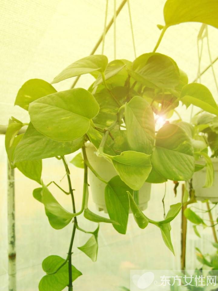 怎樣種植綠蘿 綠蘿換盆的注意事項