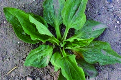 中藥車前子的功效和作用及食用禁忌