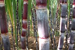 快速解酒的方法有哪些 酒后飲食對(duì)解酒的影響