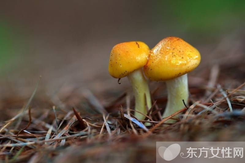 野生蘑菇的營(yíng)養(yǎng)價(jià)值 野生蘑菇的六大做法
