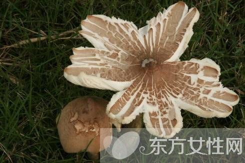 野生蘑菇的營(yíng)養(yǎng)價(jià)值 野生蘑菇的六大做法