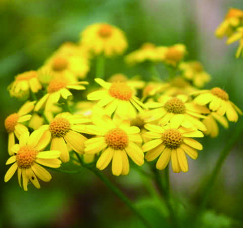 野菊花茶的功效與作用及食用方法
