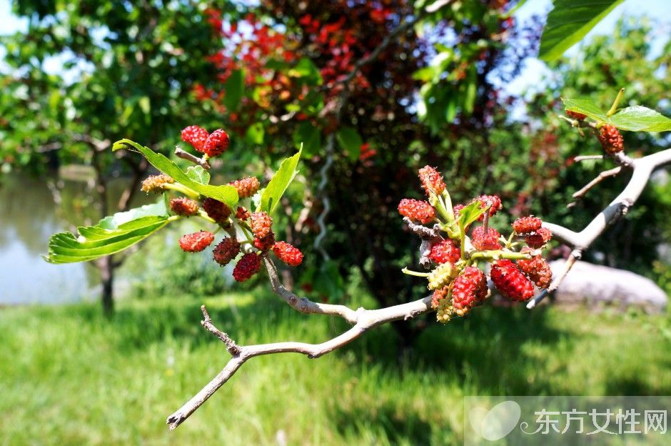桑葚怎么洗 桑葚的功效與作用有哪些