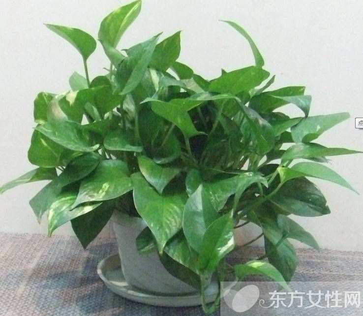 怎樣種植綠蘿 綠蘿換盆的注意事項