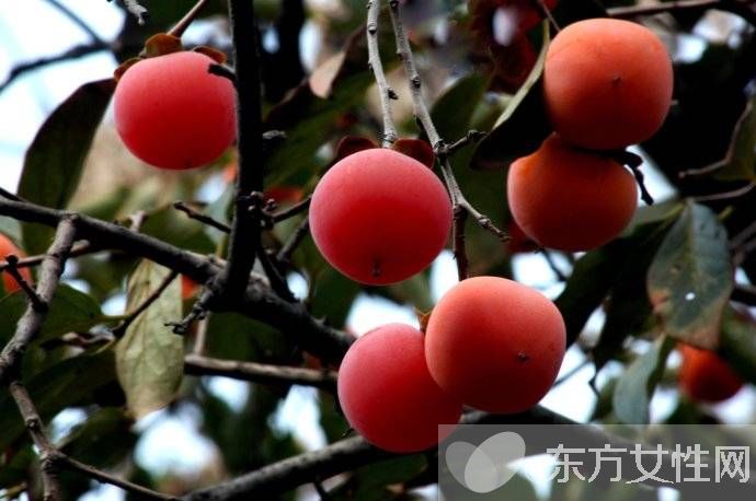 吃柿子的禁忌有哪些 柿子相克食物大盤(pán)點(diǎn)