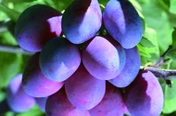 延緩衰老 細(xì)說(shuō)烏梅的藥用價(jià)值