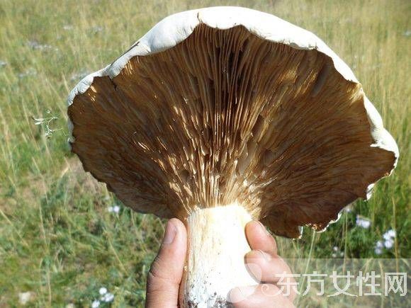野生蘑菇的營(yíng)養(yǎng)價(jià)值 野生蘑菇的六大做法