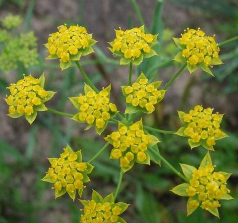 柴胡的功效和作用及食用方法