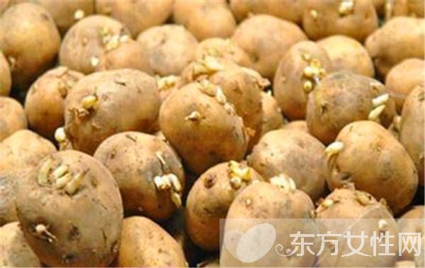 發(fā)芽的土豆能不能吃 如何預防土豆發(fā)芽
