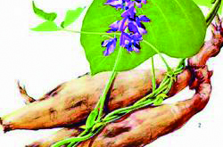 葛根能解酒嗎?葛根解酒五大方法