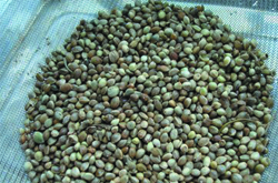 中藥火麻仁功效與作用及禁忌